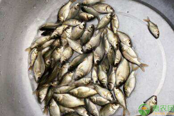 鯉魚吃什么食物？怎么養(yǎng)殖？-圖片版權(quán)歸惠農(nóng)網(wǎng)所有