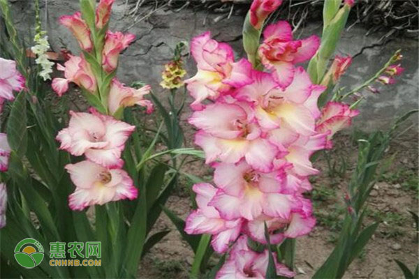蘭花什么時候開花？日常如何養(yǎng)護？-圖片版權(quán)歸惠農(nóng)網(wǎng)所有