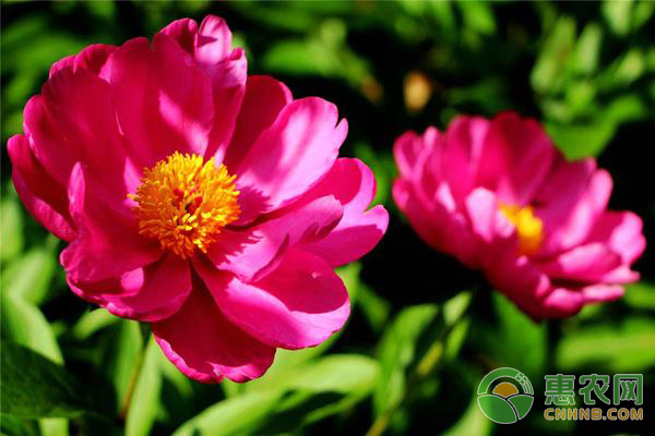 芍藥怎么種植？方法及注意事項？-圖片版權(quán)歸惠農(nóng)網(wǎng)所有