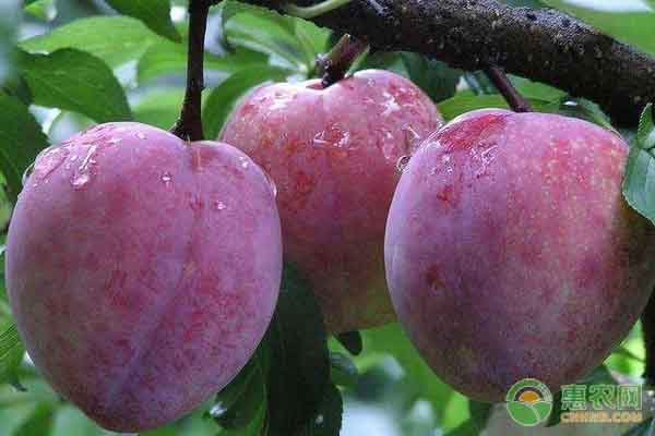 三華李種苗怎么繁殖？-圖片版權(quán)歸惠農(nóng)網(wǎng)所有