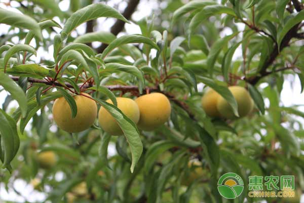 北方适合蜂蜜李种植吗？如何管理？-图片版权归惠农网所有