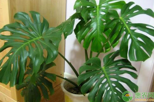 卫生间放什么小盆植物？这10种植物可除异味！