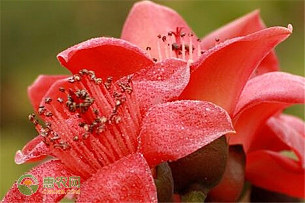 广州的市花是什么花？