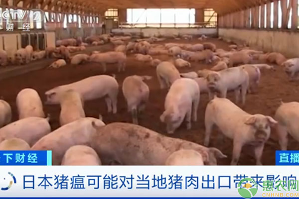 日本已扑杀生猪17万头怎么回事？日本最新猪瘟疫情概况！