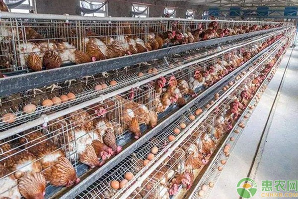 山西省农业农村厅关于规范蛋鸡养殖用药的公告