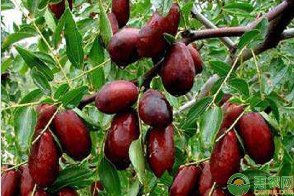 枣树种植有哪些常见问题？