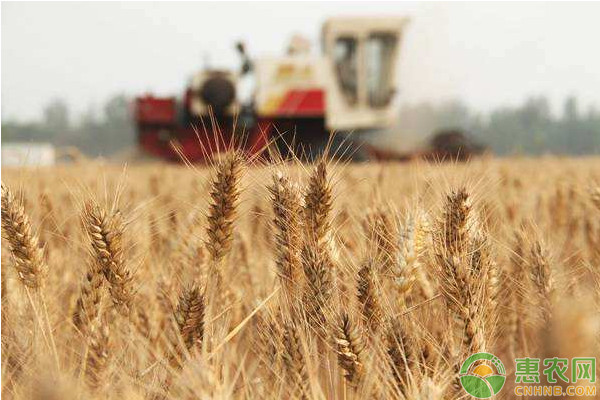 2020年小麦秋冬季病虫害防控指导意见