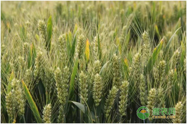 2020年国庆节前后小麦价格最新行情走势预测
