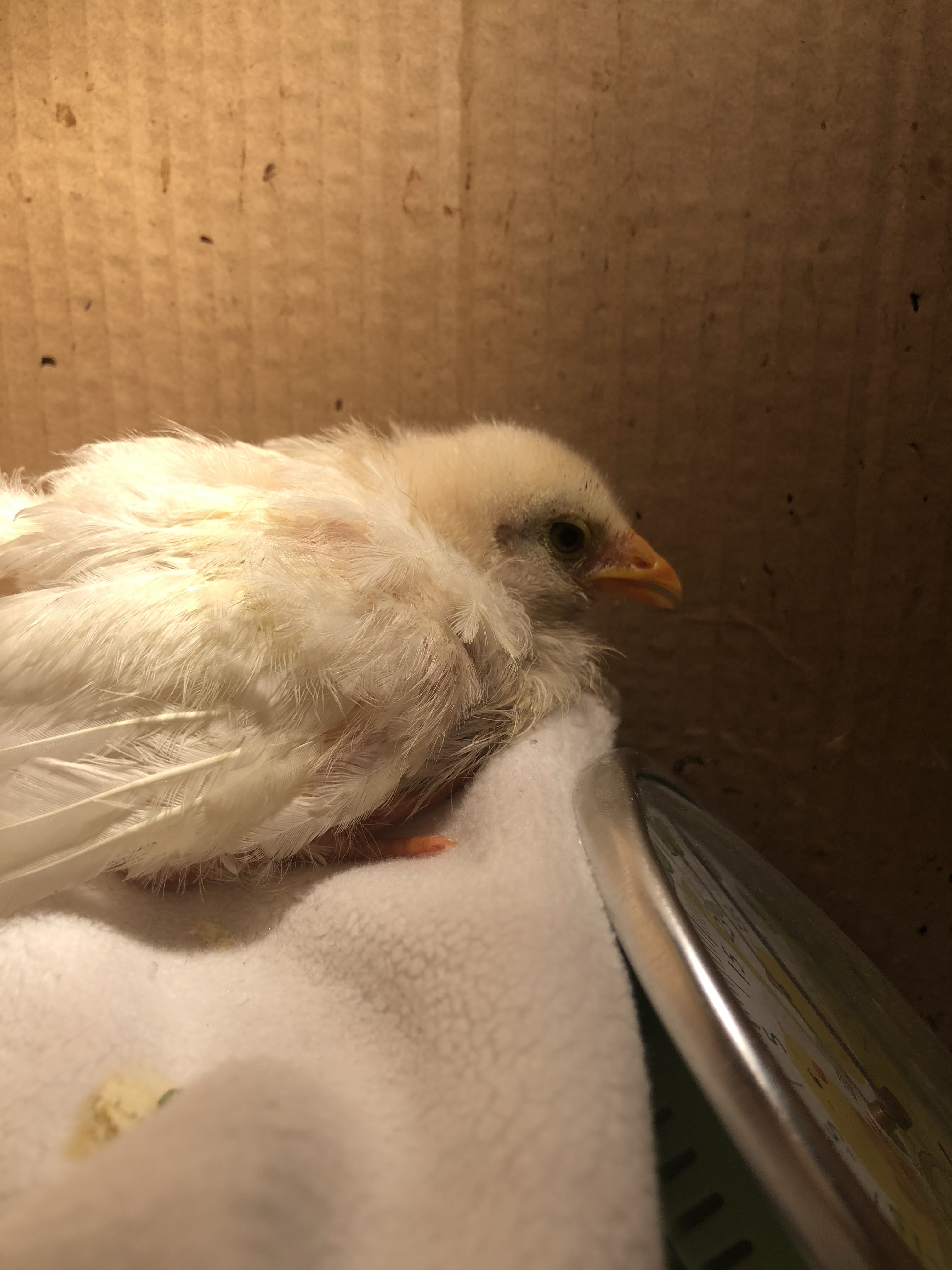 一个月大的小鸡好像感冒生病了张着嘴呼吸精神不济翅膀耷拉着不走动也
