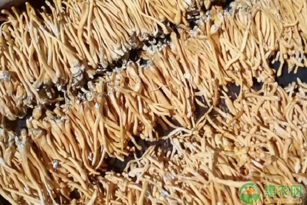 中藥材不同用藥部分初加工方法-圖片版權(quán)歸惠農(nóng)網(wǎng)所有