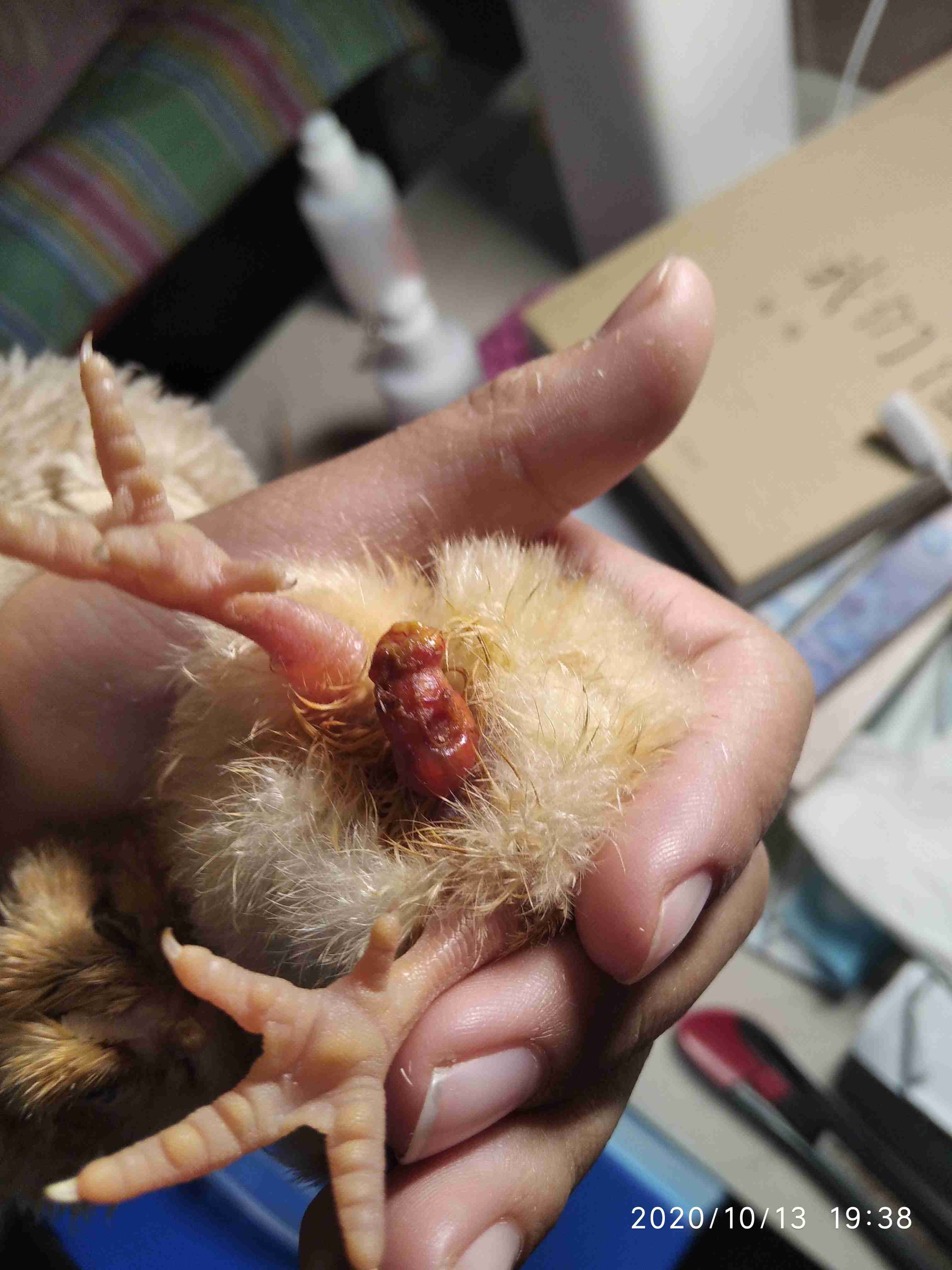 自己家孵化器孵化的小鸡刚出生的时候屁股上挂着一个