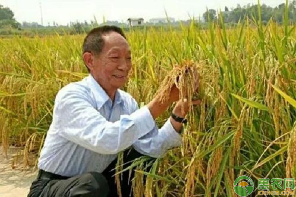 海水稻怎么种植的？-图片版权归惠农网所有