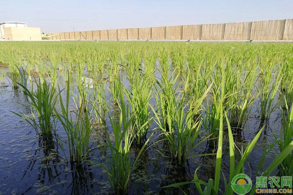 海水稻怎么种植的？-图片版权归惠农网所有