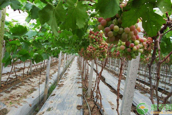 大棚种植葡萄成本每亩多少钱？利润如何？