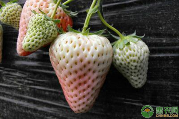 2020白草莓苗价格多少钱一株？白草莓种植前景分析