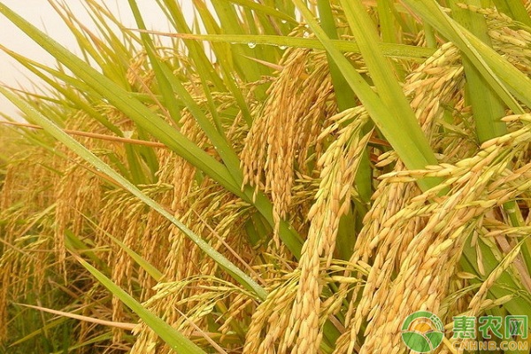 水稻稻曲病预防及病谷处理技术