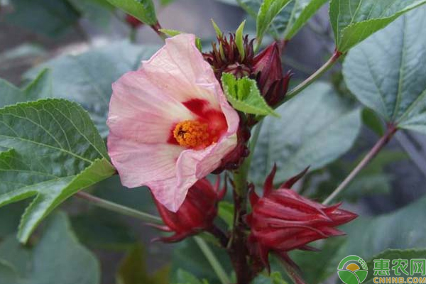 洛神花种植方法和时间-图片版权归惠农网所有