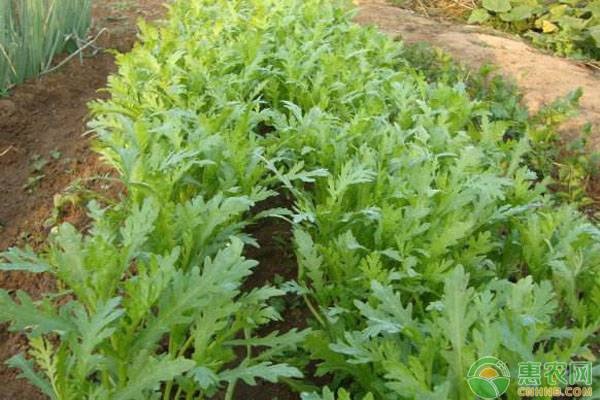 茼蒿生长条件和种植要点-图片版权归惠农网所有