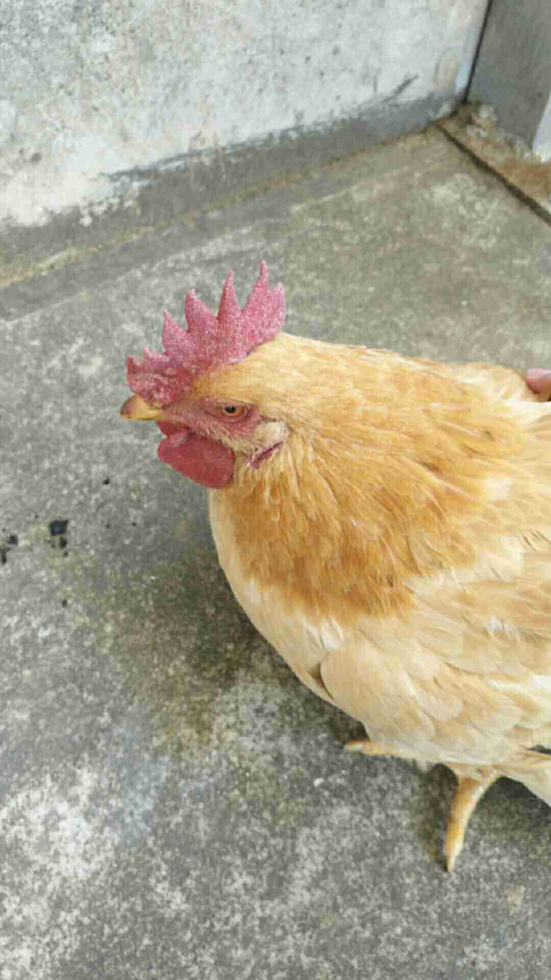 老师你好这个鸡它冠有点发紫并且精神不好你看是什么