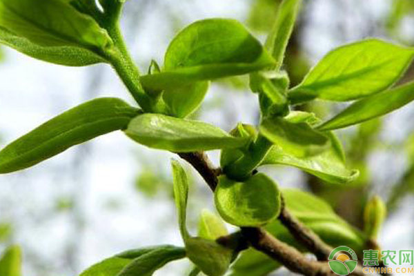 白柿冰淇淋果幾年掛果？-圖片版權(quán)歸惠農(nóng)網(wǎng)所有