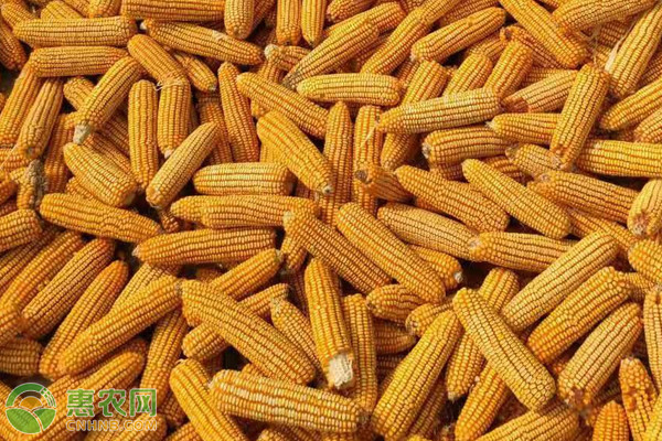 今日玉米价格多少钱一斤？2020年10月30日玉米价格行情分析