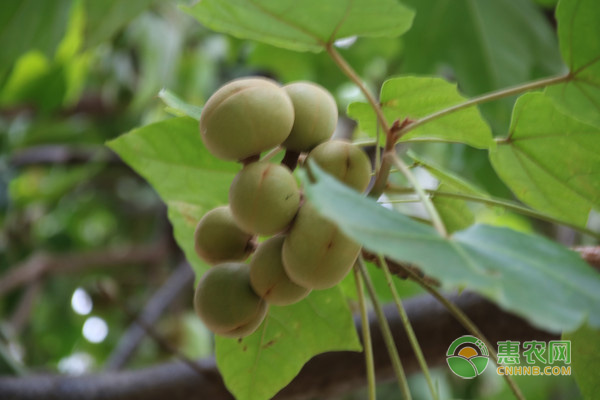 夏威夷果种植技术和管理方法-图片版权归惠农网所有