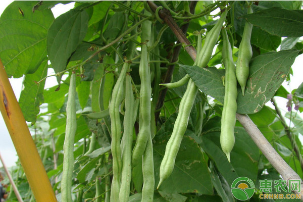 春季豆角种植技术要点-图片版权归惠农网所有