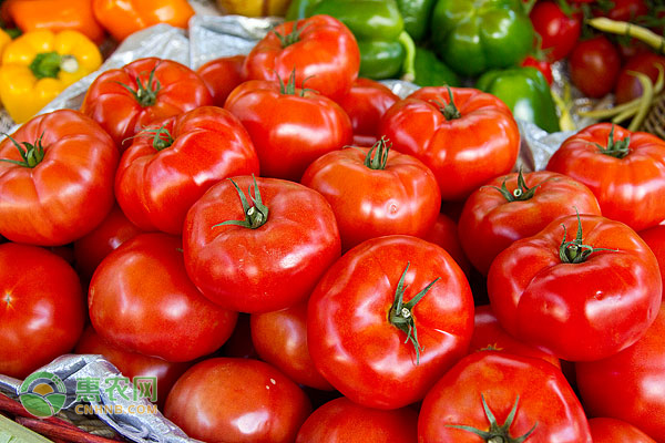 什么品种西红柿最好吃？