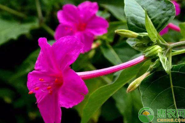 紫茉莉有何特點(diǎn)？怎么養(yǎng)殖？-圖片版權(quán)歸惠農(nóng)網(wǎng)所有