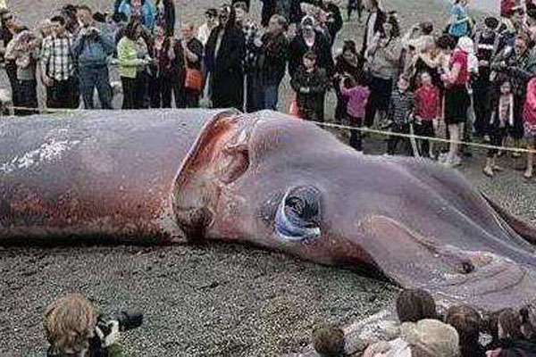 日本发现80米大王乌贼图片