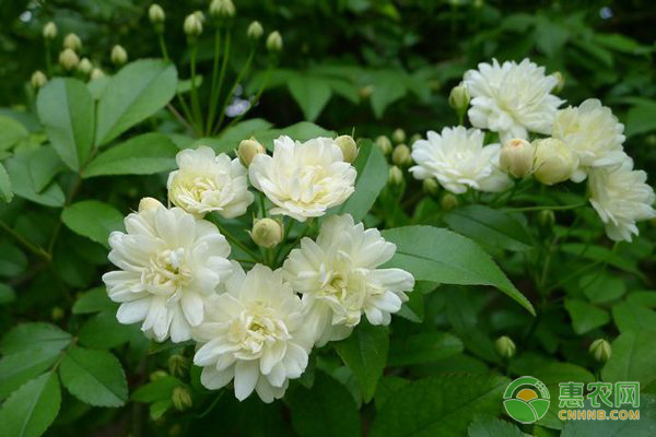 木香花的种植养护方法 农技学堂 惠农网