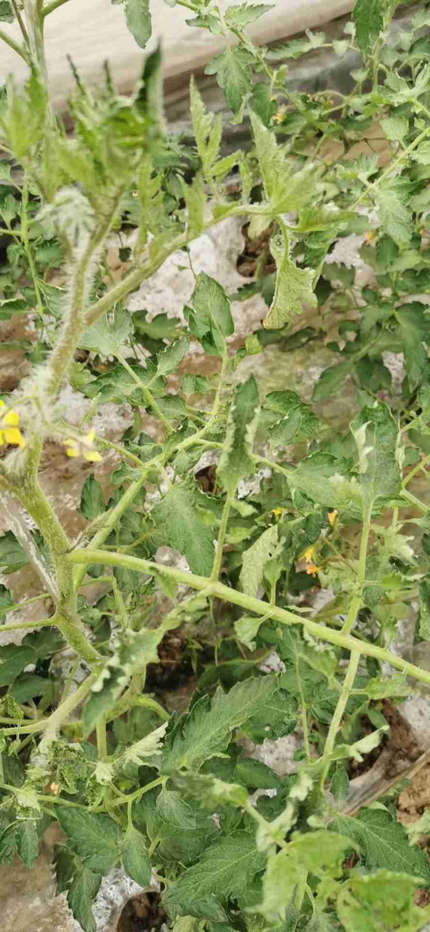西红柿生理性卷叶图片图片