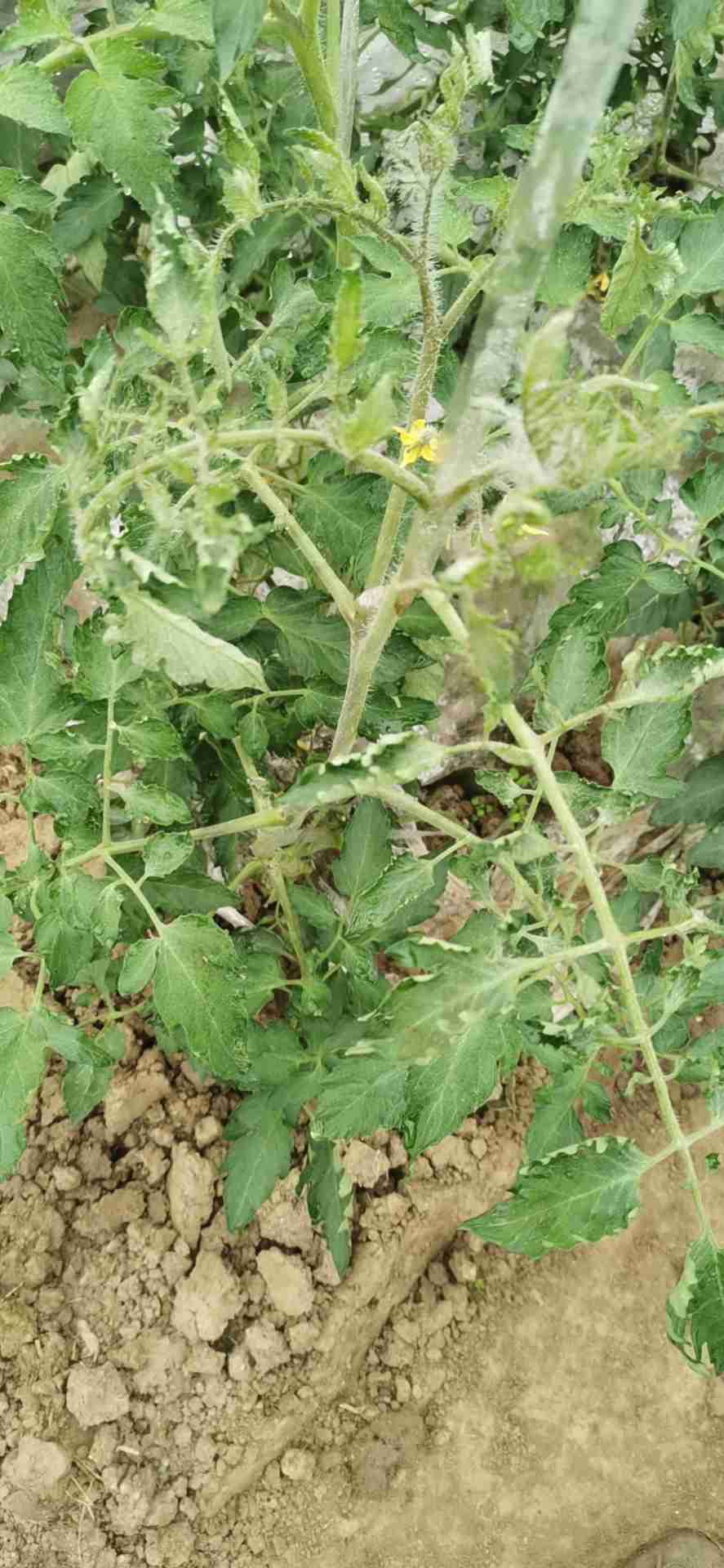 西红柿生理性卷叶图片图片
