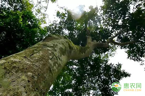 肉桂高效种植管理技术-图片版权归惠农网所有