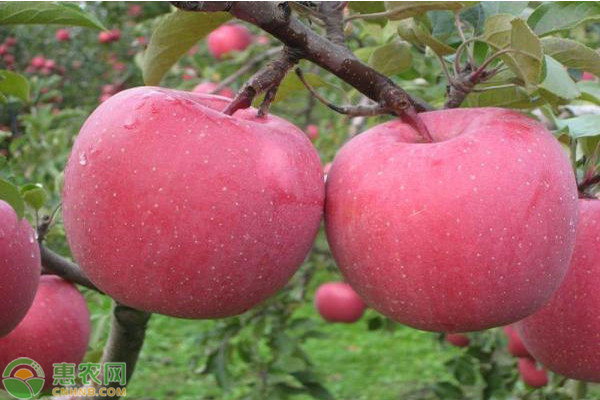 吃苹果有什么好处？真能减肥吗？粉苹果和脆苹果的区别