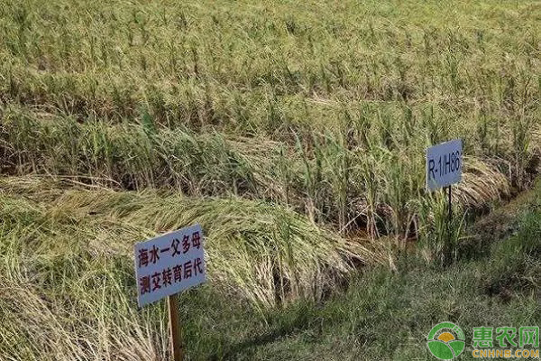 水稻怎么种？这四个要点需掌握-图片版权归惠农网所有