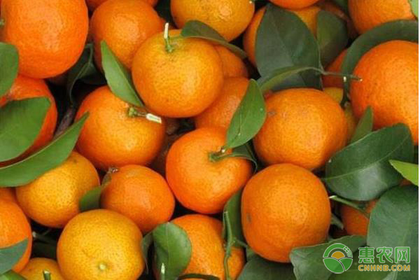 砂糖橘多少钱一斤？附12月份砂糖橘价格行情分析