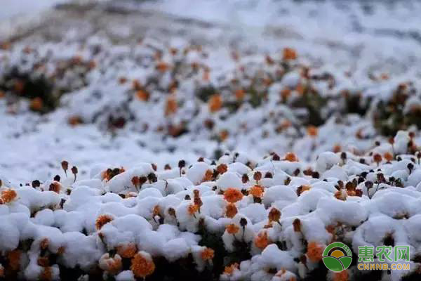 大雪节气的农事活动指南-图片版权归惠农网所有