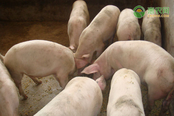今天大猪的价格多少钱一头？猪价上涨的原因是什么？