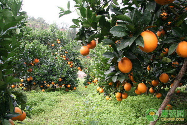橙子苗种植方法和管理怎么进行？