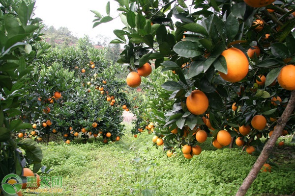 橙子树的种植条件和区域有何要求？橙子树种什么品种好？