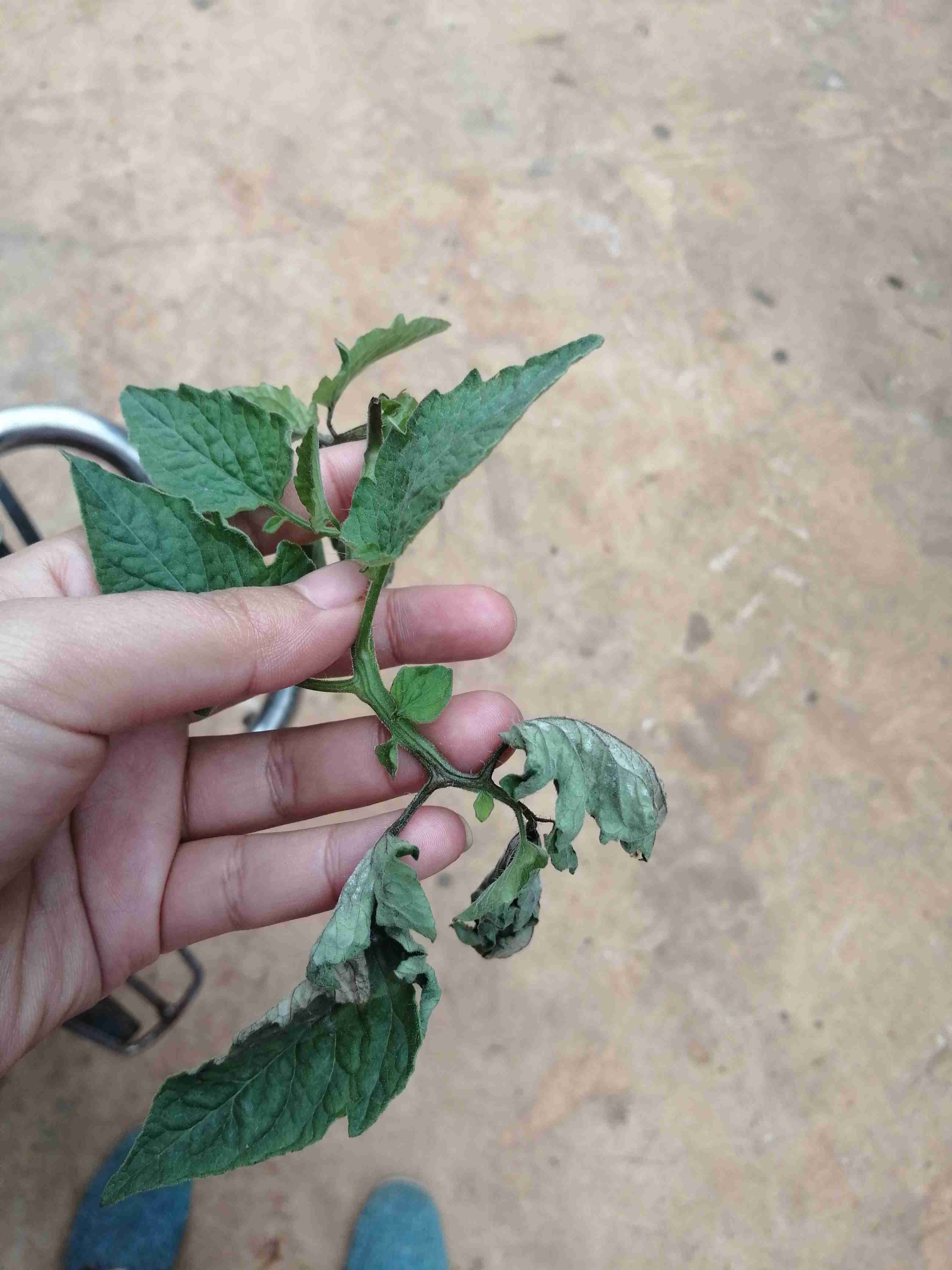 专家好我种植的西红柿叶子出现干枯请问是什么原因引起的要怎么防治呢