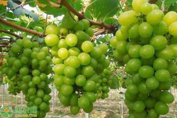 新疆地区2020年葡萄价格行情