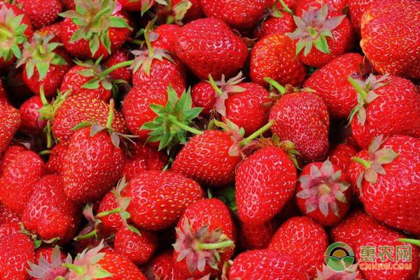 怎么洗草莓？如何辨别打了激素的草莓？