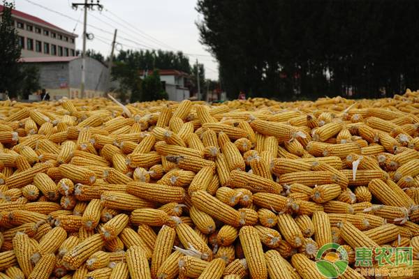 2021元旦前后玉米价格上涨还是跌？