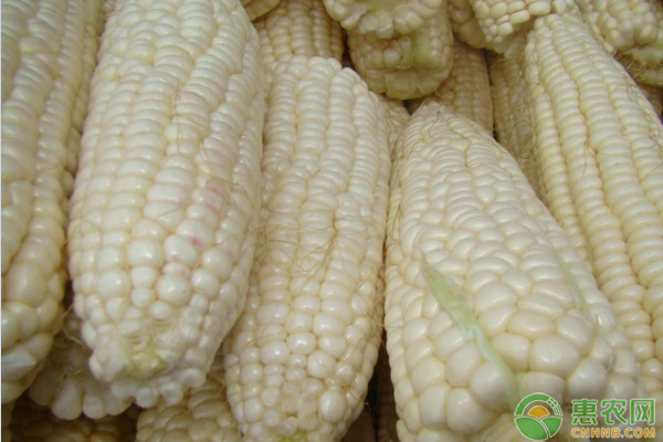 今日玉米价格多少钱一斤？2020年12月25日玉米价格最新行情预测