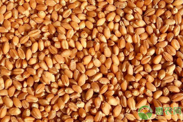 今日小麦价格多少钱一斤？小麦今日行情预测