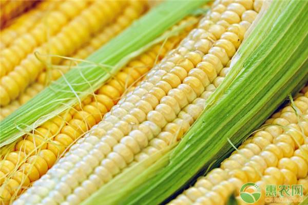 2021年春节玉米价格行情预测