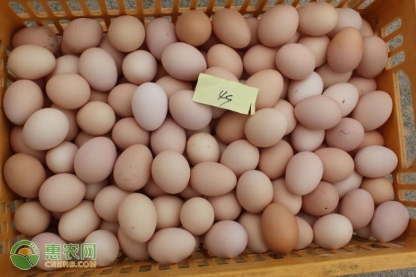 2021年春节鸡蛋价格行情预测（附今日鸡蛋最新价格介绍）