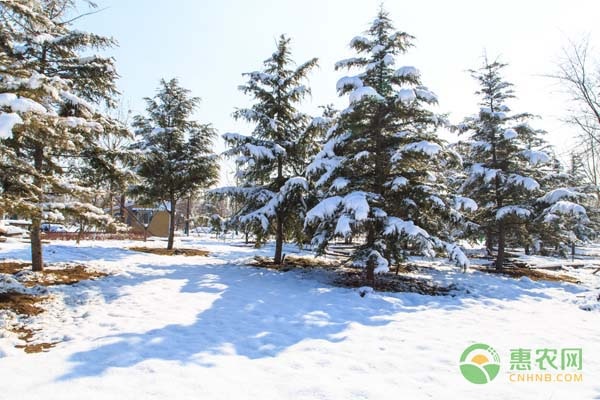 越城区农业农村局多措并举防范低温雨雪冰冻天气